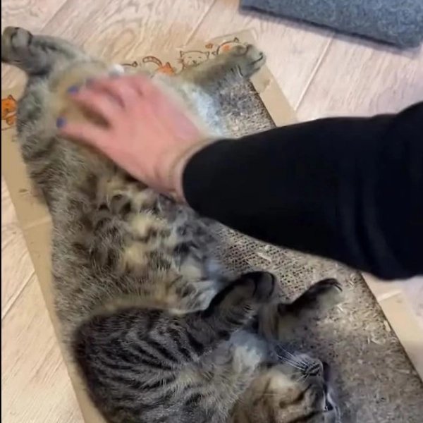Жучиус дома!