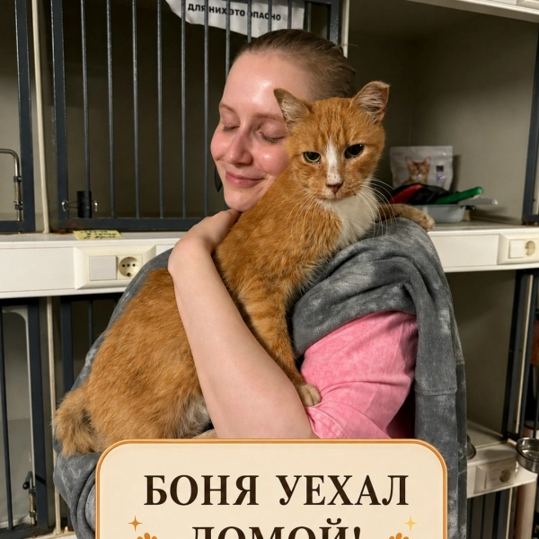 БОНИФАЦИЙ УЕХАЛ ДОМОЙ!