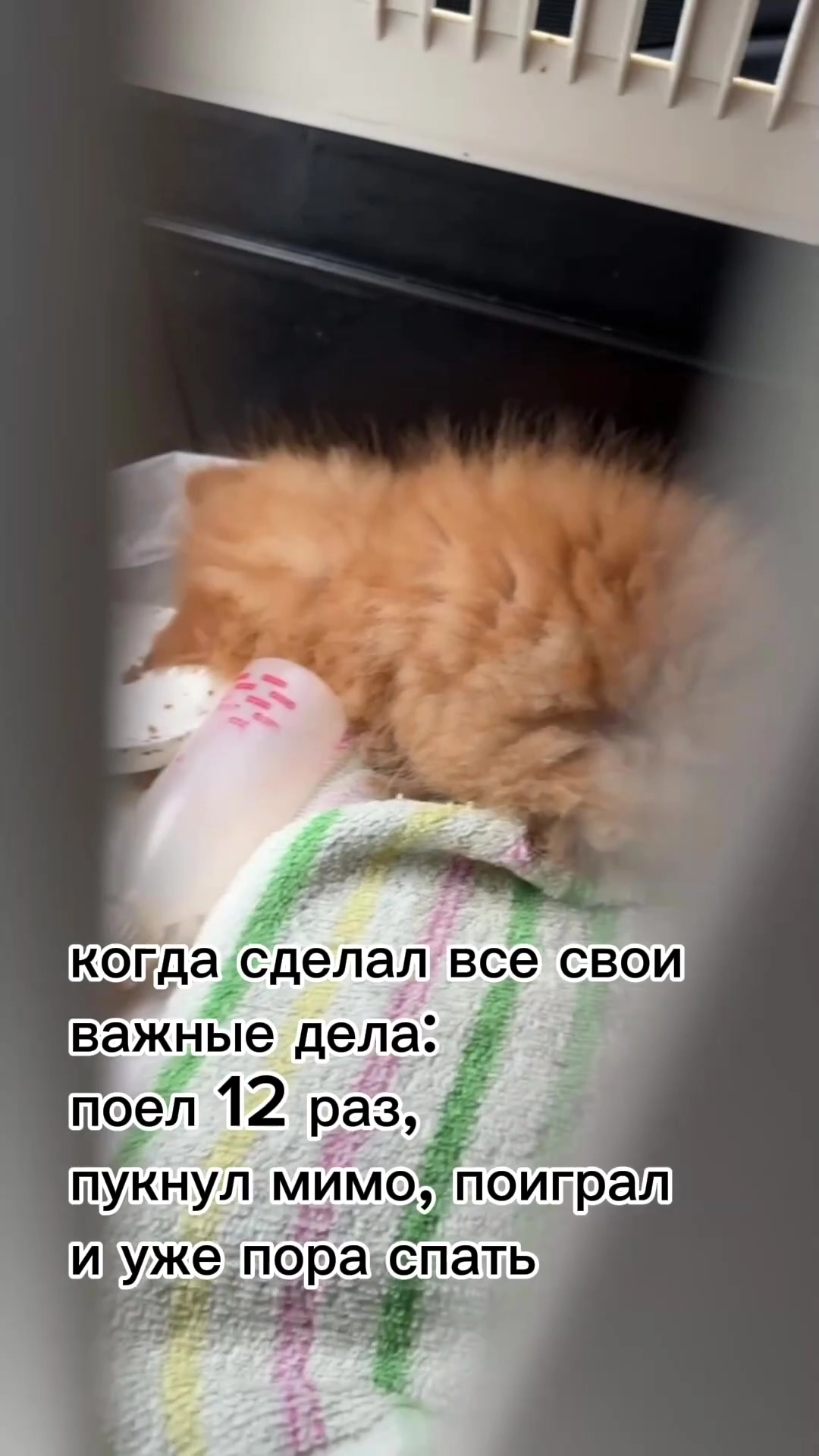 Котята, это не только ответственность