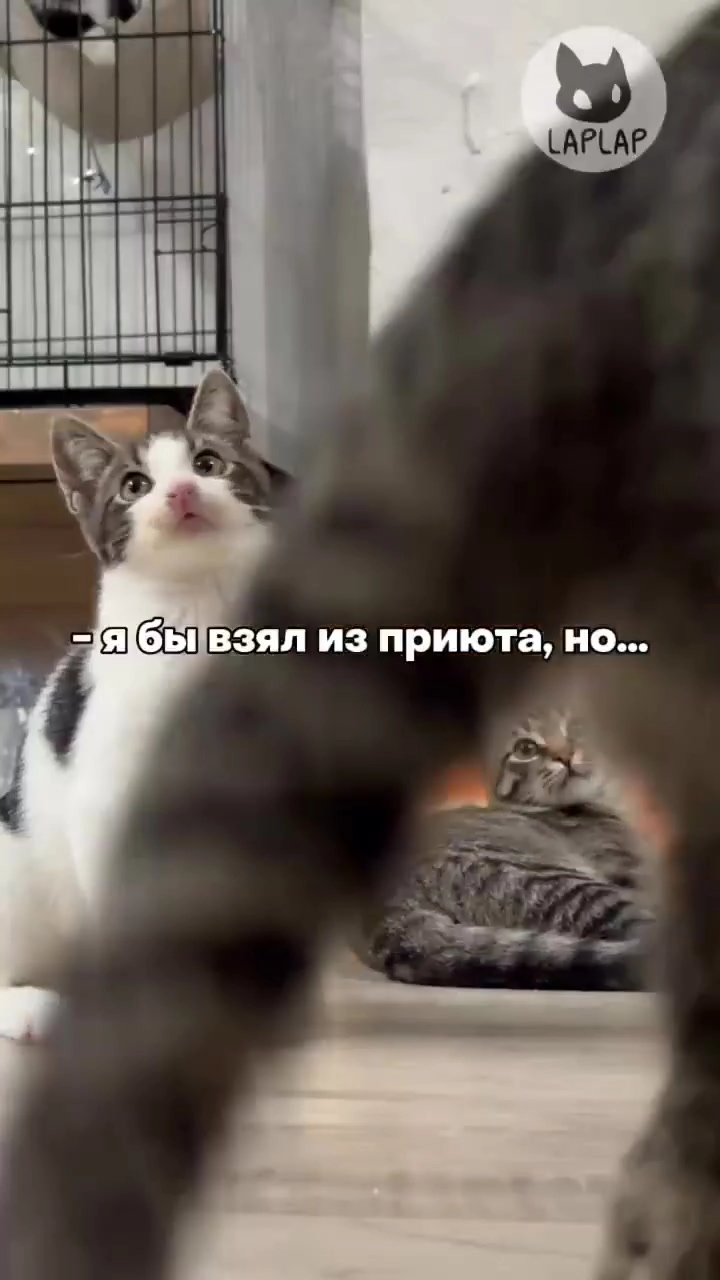 Котята ищут свою семью