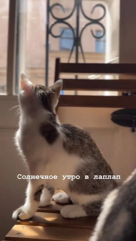 Котятки ждут людей